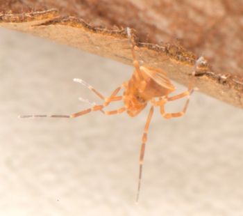 Media type: image;   Invertebrate Zoology 136540
